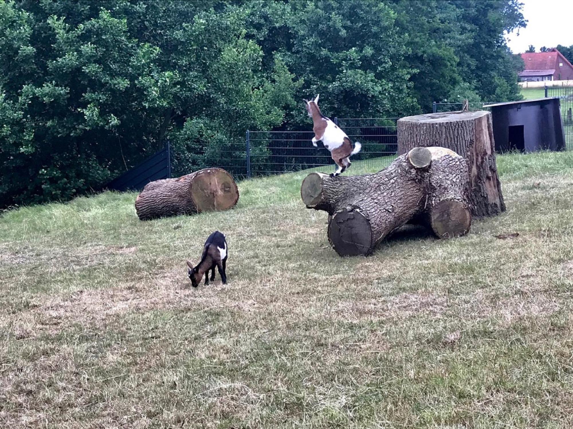 Schöppingen Gutshof Schulze-Althoffゲストハウス エクステリア 写真